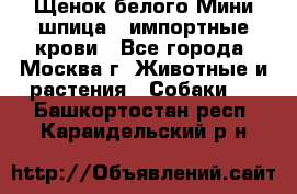 Щенок белого Мини шпица , импортные крови - Все города, Москва г. Животные и растения » Собаки   . Башкортостан респ.,Караидельский р-н